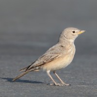 Desert Lark